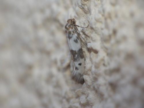 Enolmis acanthella